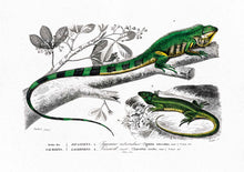 Load image into Gallery viewer, green lizard
