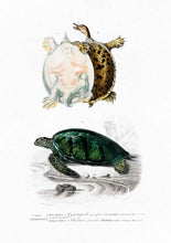 Load image into Gallery viewer, turtles 
