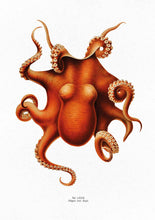 Load image into Gallery viewer, Octopus I 
