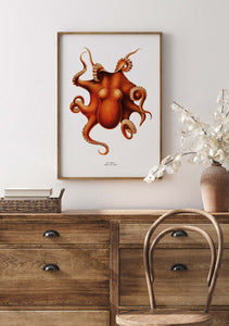 Octopus I 