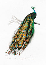 Load image into Gallery viewer, indian peacock 
