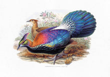 Load image into Gallery viewer, Himalayan Monal Pheasant 
