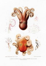Load image into Gallery viewer, Octopus II 
