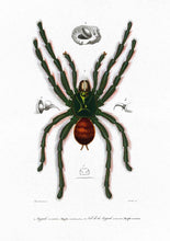 Load image into Gallery viewer, pink toed tarantula 
