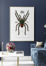 Load image into Gallery viewer, pink toed tarantula 
