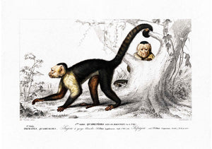 Orangutan and Monkeys