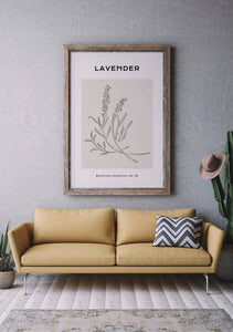 Lavanda