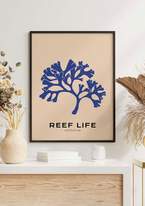 Reef Life