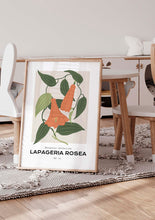 Load image into Gallery viewer, Lapageria Rosea
