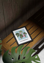 Load image into Gallery viewer, Philodendron
