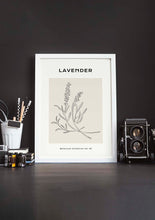 Load image into Gallery viewer, Lavanda
