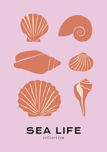 Load image into Gallery viewer, Sea Life: Shells

