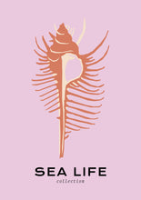 Load image into Gallery viewer, Sea Life: Venus Comb
