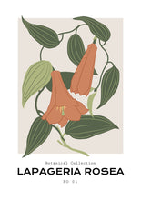 Load image into Gallery viewer, Lapageria Rosea
