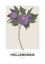 Load image into Gallery viewer, Hellebores
