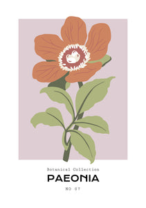 Paeonia