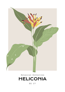 Heliconia